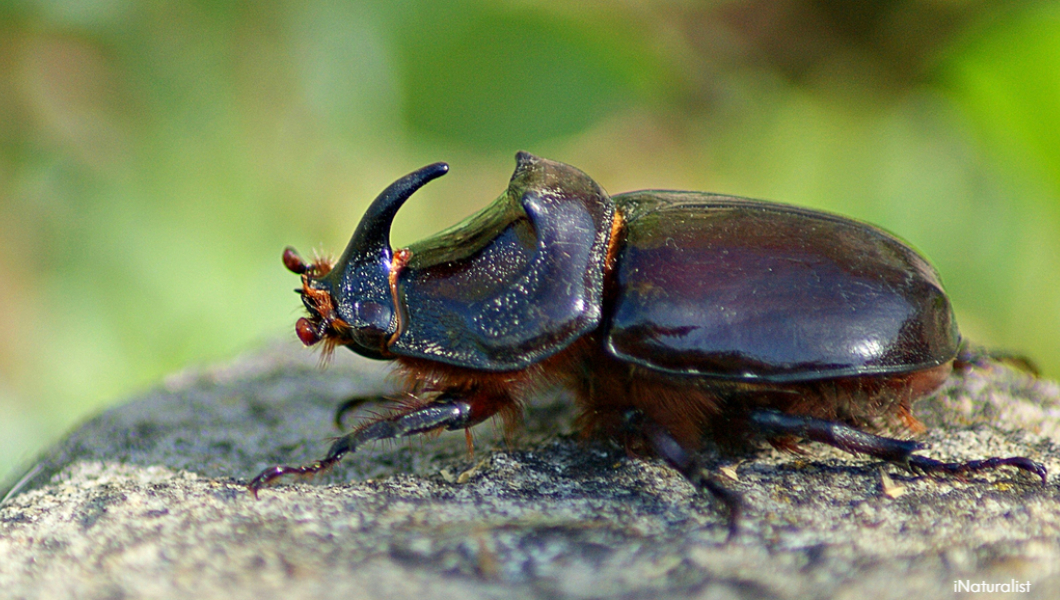 rhino beetle